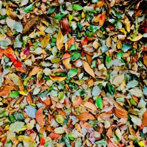 Bluff Creek Campgrounds