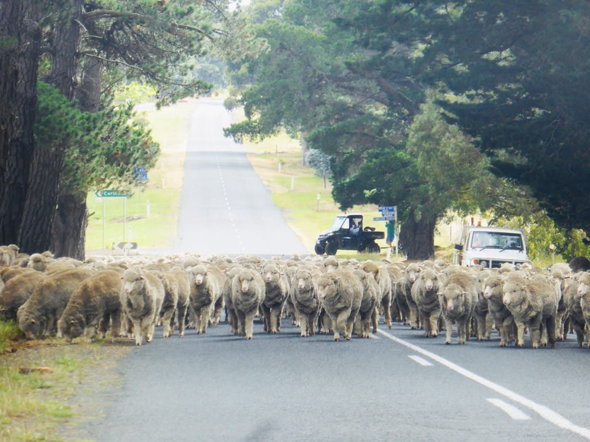 Driving around Victoria